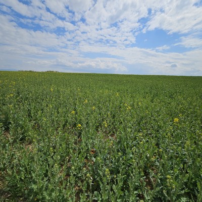 Pozemok na priemyselné využitie 5608 m2 - KOŠICE - BARCA